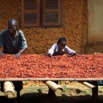 Climate Change Puts Cocoa and Chocolate Under Threat